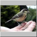 Parus major - Kohlmeise auf der Hand 04.jpg
